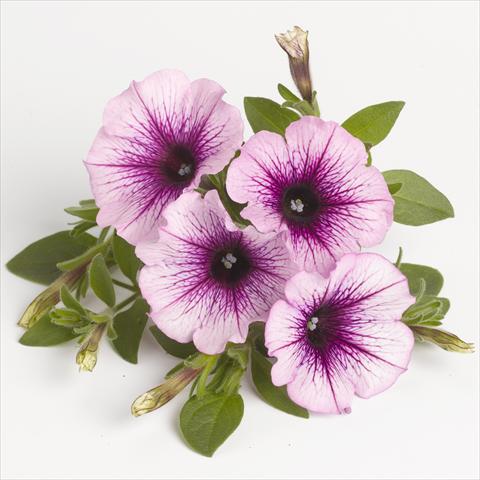 Foto de variedad de flores para ser usadas como: Tarrina de colgar / Maceta Petunia x hybrida RED FOX Sweetunia® Purple Vein