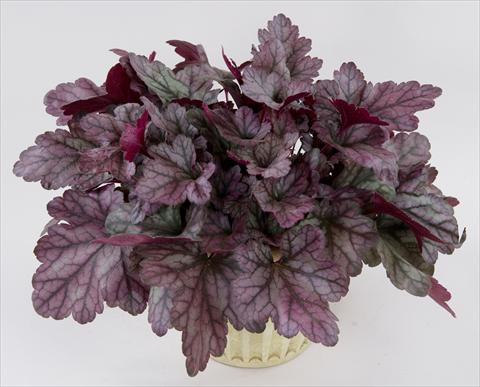Foto de variedad de flores para ser usadas como: Maceta y planta de temporada Heuchera Kira Purple Rain Forest