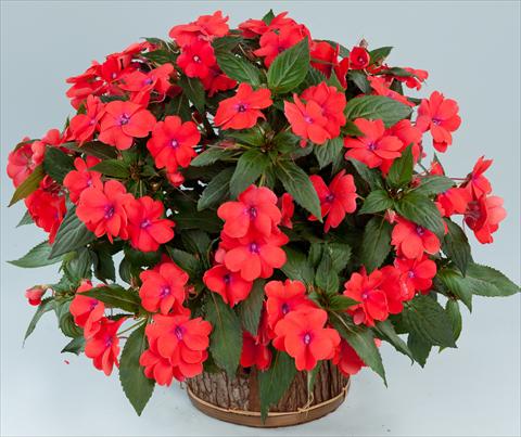 Foto de variedad de flores para ser usadas como: Maceta, planta de temporada, patio Impatiens N. Guinea Sun Harmony® Salmon