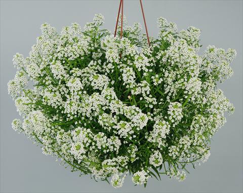 Foto de variedad de flores para ser usadas como: Maceta y planta de temporada Lobularia maritima Silver Stream™