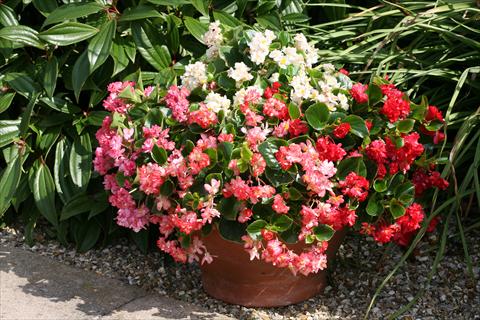 Foto de variedad de flores para ser usadas como: Maceta o cesta de trasplante Begonia Fairyland Mixed