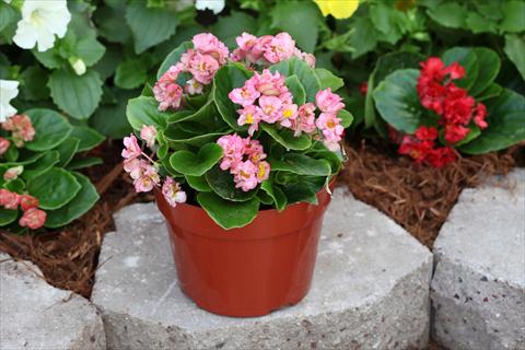 Foto de variedad de flores para ser usadas como: Maceta o cesta de trasplante Begonia Fairyland Pink