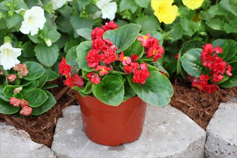 Foto de variedad de flores para ser usadas como: Maceta o cesta de trasplante Begonia Fairyland Red