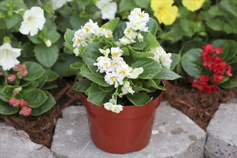 Foto de variedad de flores para ser usadas como: Maceta o cesta de trasplante Begonia Fairyland White