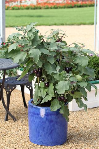 Foto de variedad de flores para ser usadas como: Maceta o Tarrina de colgar Solanum melongena (melanzana) Pot Black