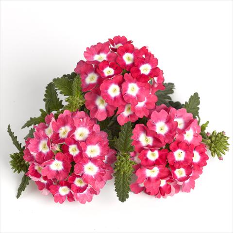 Foto de variedad de flores para ser usadas como: Maceta y planta de temporada Verbena RED FOX Empress Strawberry Charme