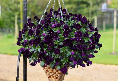 Foto de variedad de flores para ser usadas como: Maceta y planta de temporada Viola cornuta Freefall Deep Violet