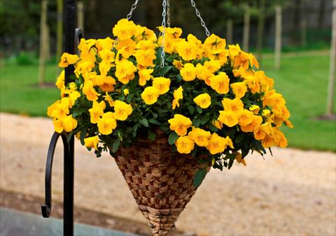 Foto de variedad de flores para ser usadas como: Maceta y planta de temporada Viola cornuta Freefall Golden Yellow