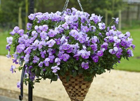 Foto de variedad de flores para ser usadas como: Maceta y planta de temporada Viola cornuta Freefall Lavender