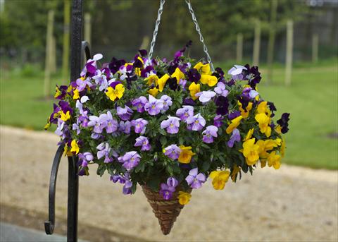 Foto de variedad de flores para ser usadas como: Maceta y planta de temporada Viola cornuta Freefall Mixed