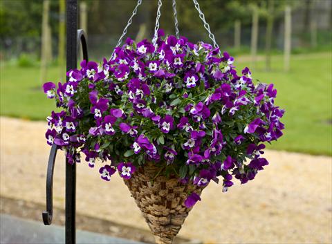 Foto de variedad de flores para ser usadas como: Maceta y planta de temporada Viola cornuta Freefall Purple White Face