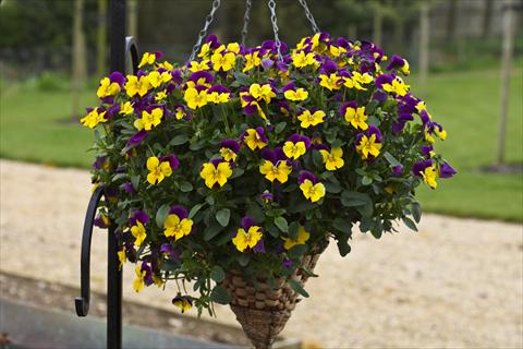 Foto de variedad de flores para ser usadas como: Maceta y planta de temporada Viola cornuta Freefall Purple Wing