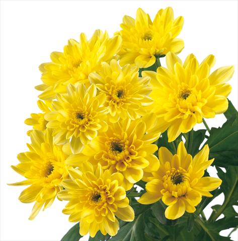 Foto de variedad de flores para ser usadas como: Flor cortada Chrysanthemum Baltica Yellow