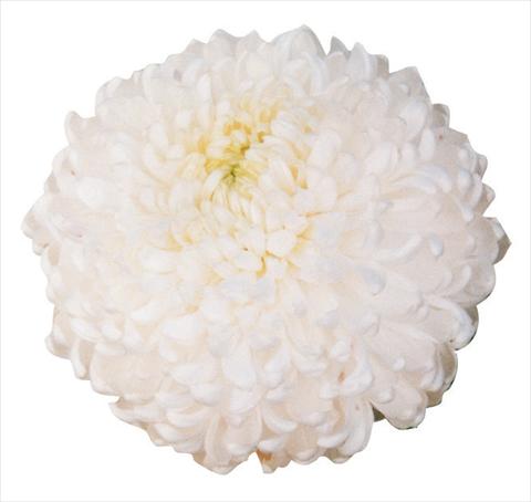 Foto de variedad de flores para ser usadas como: Flor cortada Chrysanthemum Palisade