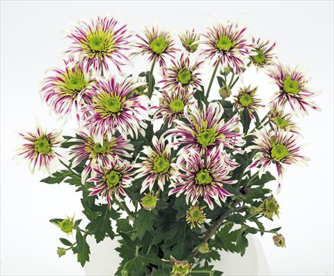 Foto de variedad de flores para ser usadas como: Flor cortada Chrysanthemum Saba