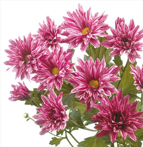Foto de variedad de flores para ser usadas como: Flor cortada Chrysanthemum Stellini