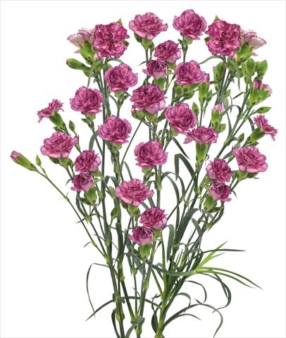 Foto de variedad de flores para ser usadas como: Flor cortada Dianthus caryophyllus Clemente