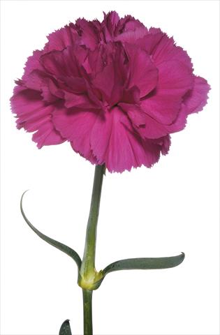 Foto de variedad de flores para ser usadas como: Flor cortada Dianthus caryophyllus Ghirlandaio