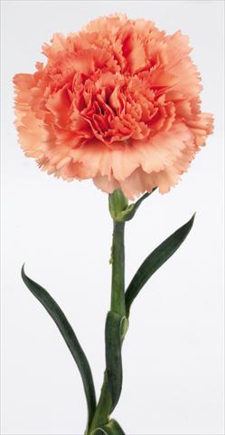 Foto de variedad de flores para ser usadas como: Flor cortada Dianthus caryophyllus Lippi arancio puro