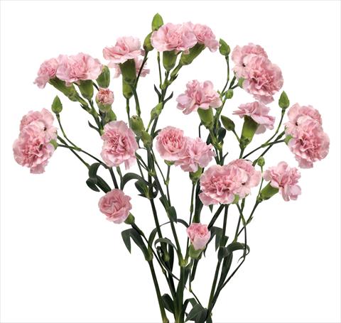 Foto de variedad de flores para ser usadas como: Flor cortada Dianthus caryophyllus Mino