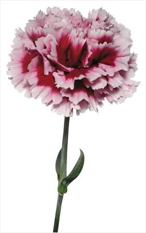 Foto de variedad de flores para ser usadas como: Flor cortada Dianthus caryophyllus Parmigianino