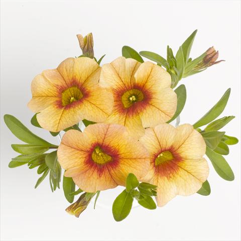 Foto de variedad de flores para ser usadas como: Tarrina de colgar / Maceta Calibrachoa RED FOX Aloha® Tiki Orange