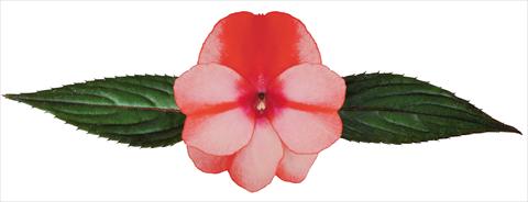 Foto de variedad de flores para ser usadas como: Maceta, planta de temporada, patio Impatiens N. Guinea Galaxy® Flamma