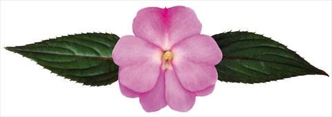 Foto de variedad de flores para ser usadas como: Maceta, planta de temporada, patio Impatiens N. Guinea Galaxy® Floris