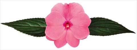 Foto de variedad de flores para ser usadas como: Maceta, planta de temporada, patio Impatiens N. Guinea Galaxy® Geus