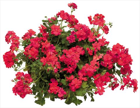 Foto de variedad de flores para ser usadas como: Maceta, patio, Tarrina de colgar Pelargonium peltatum Universe Veneri
