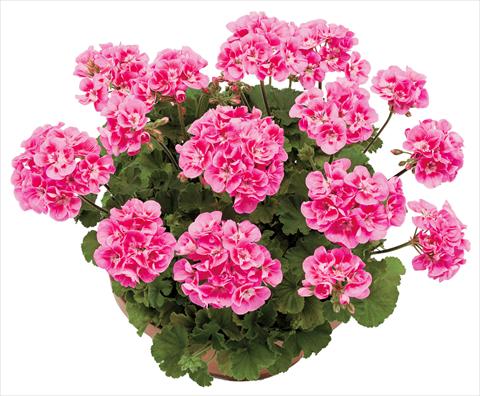 Foto de variedad de flores para ser usadas como: Maceta o Tarrina de colgar Pelargonium zonale OpenEyes Deep Pink Dark Eye