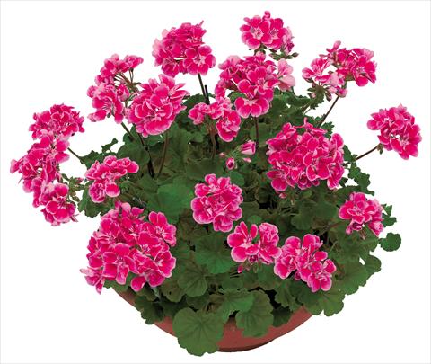 Foto de variedad de flores para ser usadas como: Maceta o Tarrina de colgar Pelargonium zonale OpenEyes Pink Fuxia