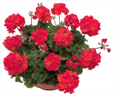 Foto de variedad de flores para ser usadas como: Maceta o Tarrina de colgar Pelargonium zonale OpenEyes Red