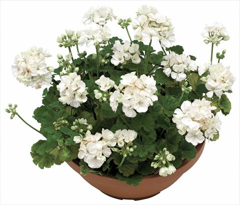 Foto de variedad de flores para ser usadas como: Maceta o Tarrina de colgar Pelargonium zonale OpenEyes White