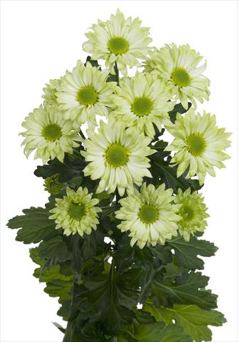 Foto de variedad de flores para ser usadas como: Flor cortada Chrysanthemum Green Spirit