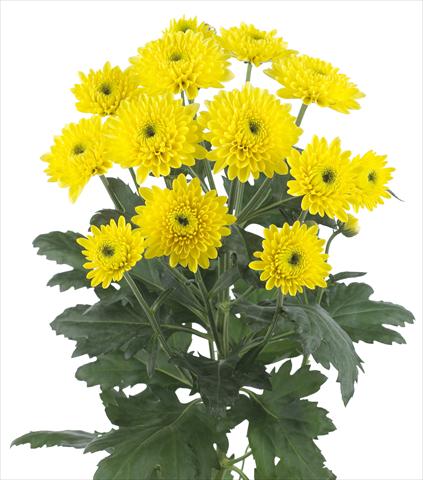 Foto de variedad de flores para ser usadas como: Flor cortada Chrysanthemum Ibis Sunny