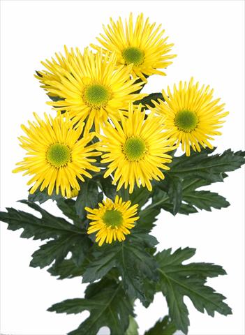 Foto de variedad de flores para ser usadas como: Flor cortada Chrysanthemum Korona