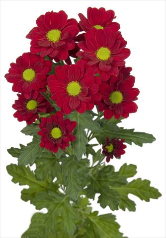 Foto de variedad de flores para ser usadas como: Flor cortada Chrysanthemum Redstart