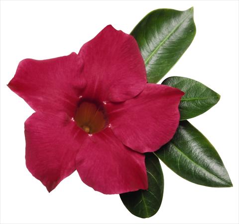 Foto de variedad de flores para ser usadas como: Patio, Maceta Dipladenia (Mandevilla) Costa del Sol RED FOX Malaga Cherry