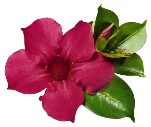 Foto de variedad de flores para ser usadas como: Patio, Maceta Dipladenia (Mandevilla) Costa del Sol RED FOX Malaga Neon