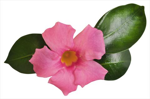 Foto de variedad de flores para ser usadas como: Patio, Maceta Dipladenia (Mandevilla) Costa del Sol RED FOX Malaga Pink