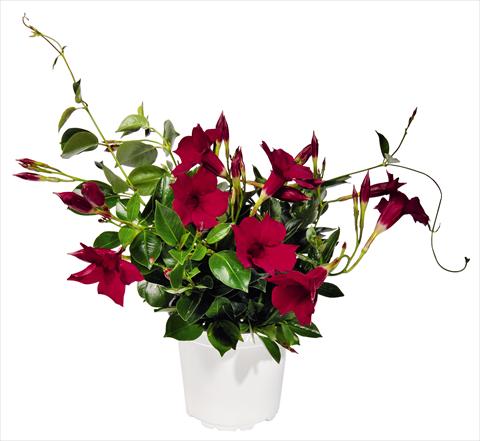 Foto de variedad de flores para ser usadas como: Patio, Maceta Dipladenia (Mandevilla) Costa del Sol RED FOX Malaga Red