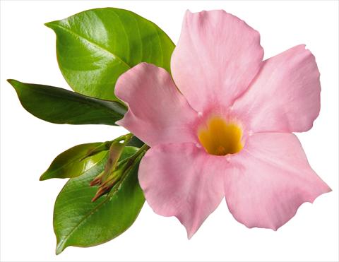 Foto de variedad de flores para ser usadas como: Patio, Maceta Dipladenia (Mandevilla) Costa del Sol RED FOX Malaga Soft Pink