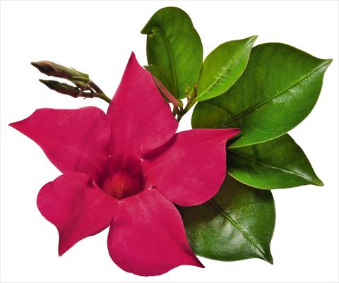 Foto de variedad de flores para ser usadas como: Patio, Maceta Dipladenia (Mandevilla) Costa del Sol RED FOX Marbella Hot Pink
