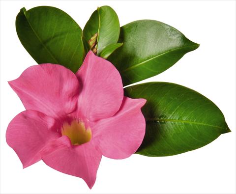 Foto de variedad de flores para ser usadas como: Patio, Maceta Dipladenia (Mandevilla) Costa del Sol RED FOX Marbella Pink