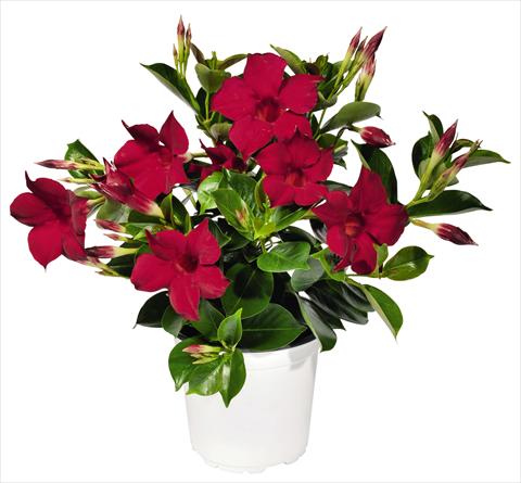 Foto de variedad de flores para ser usadas como: Patio, Maceta Dipladenia (Mandevilla) Costa del Sol RED FOX Marbella Red