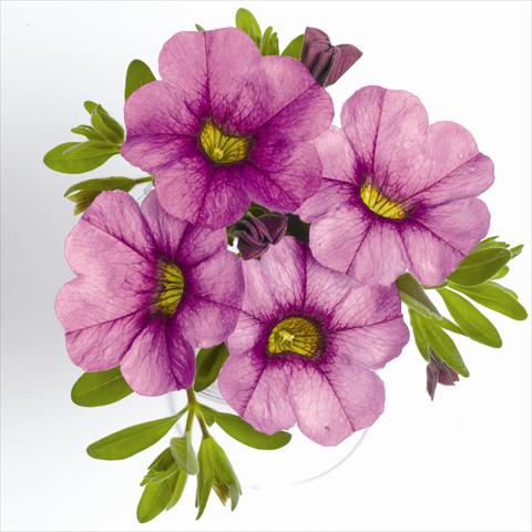 Foto de variedad de flores para ser usadas como: Tarrina de colgar / Maceta Calibrachoa RED FOX Aloha® Purple Sky