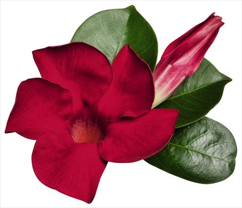 Foto de variedad de flores para ser usadas como: Patio, Maceta Dipladenia (Mandevilla) Costa del Sol RED FOX Miami Red