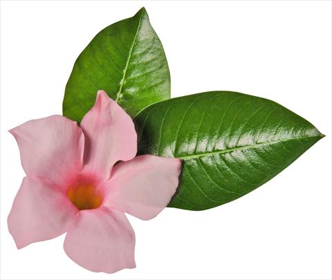 Foto de variedad de flores para ser usadas como: Patio, Maceta Dipladenia (Mandevilla) Costa del Sol RED FOX Miami White Blush