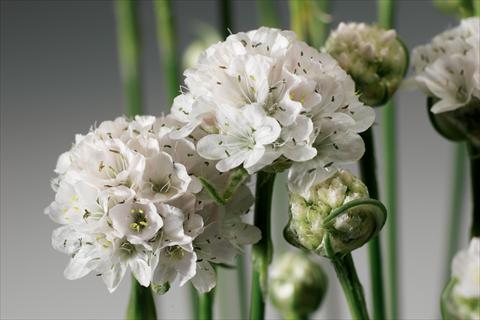 Foto de variedad de flores para ser usadas como: Planta de temporada / borde del macizo Armeria maritima Armada™ White